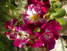 Purple Splash