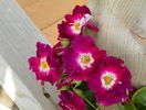 Purple Splash