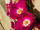 Purple Splash