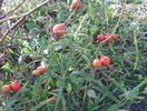 Scharlachglut - macese