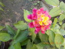 lantana siclam