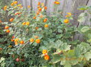 lantana portocalie