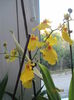 oncidium 2015.09.14