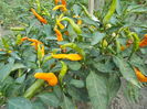 YALAPENO GALBEN