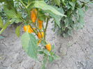 SPANISH PEPPER