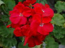 DSC03966