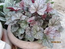 Heuchera