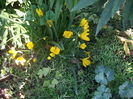 crocusi de toamna