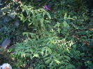 buddleja