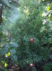 punica  granatum -rodia