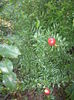 punica  granatum -rodia