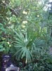 Trachycarpus fortunei-la iernare in gradina