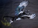 magpie_griffin_by_jmsanford-d5uhjo5