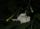 DSCN8831