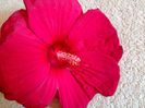 IMG_20150918_150726