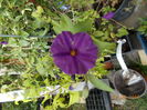 solanum royal robe