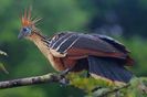 hoatzin-bird-showing-bright-plumage