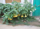 DSCN6324