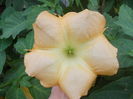 DSCN6326