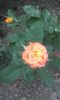 20150921_192803
