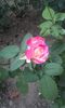 20150921_192820