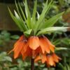 Fritillaria-Garrland-Starr-150x150