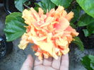 SAM_0331