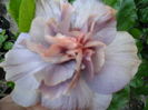 SAM_0329