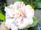 SAM_0325