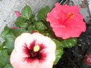 SAM_0303