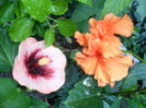 SAM_0299