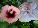 SAM_0296