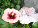 SAM_0295