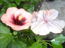 SAM_0294