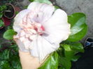 SAM_0293