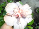 SAM_0291