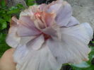 SAM_0290