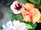 SAM_0288