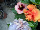 SAM_0287