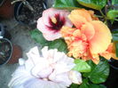 SAM_0286
