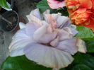 SAM_0285