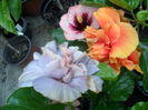 SAM_0282