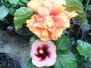 SAM_0279