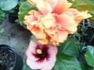SAM_0278