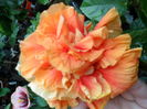 SAM_0277
