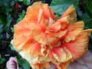 SAM_0276