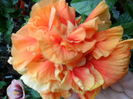 SAM_0275