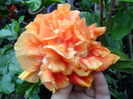 SAM_0273