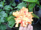 SAM_0272