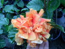SAM_0270